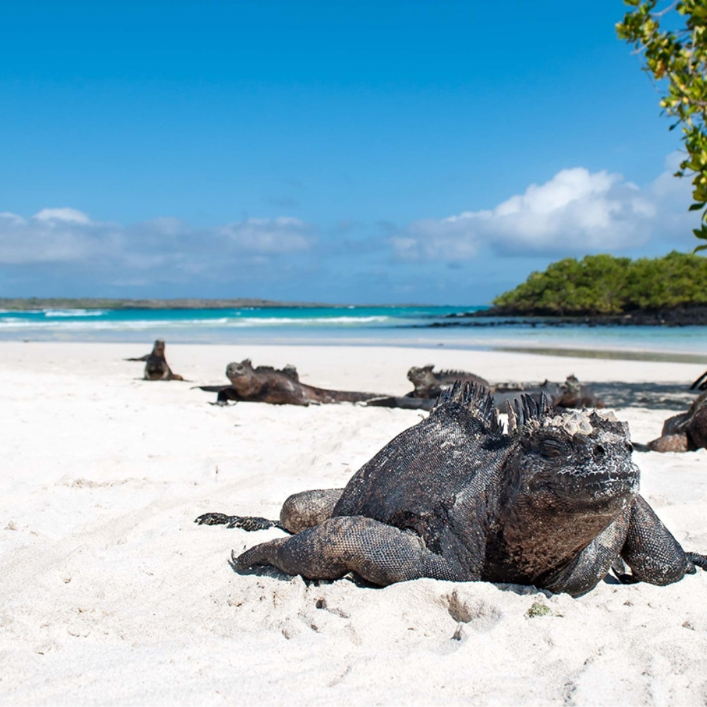 Tortuga Bay